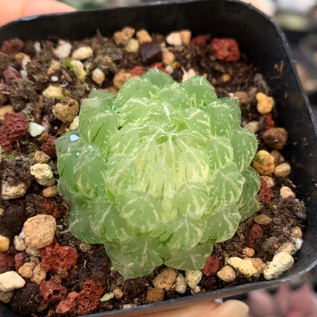 翠云玉露锦，带盆发货