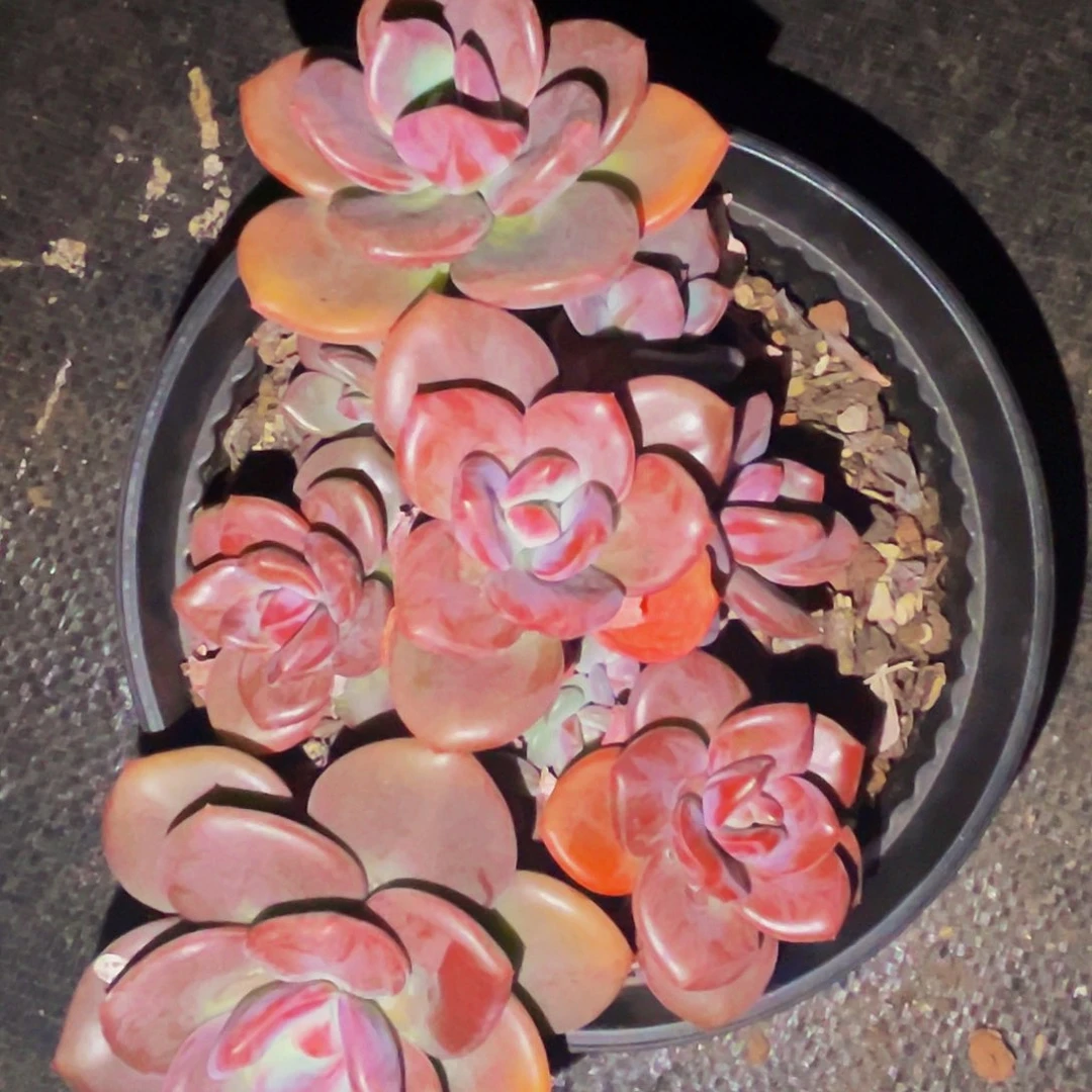 魅***影桔云多肉美人精品系列