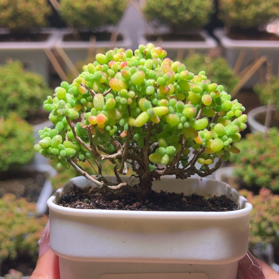 526金桔一物一拍带盆土发货