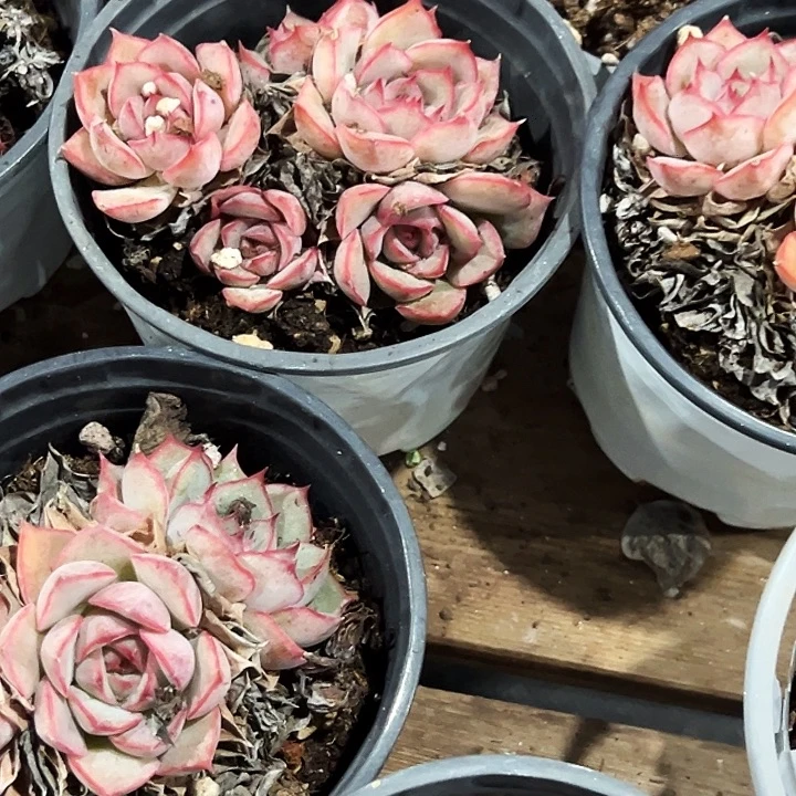 多头      艾格丽亚     玫瑰