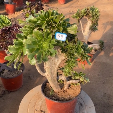 原始绿缀一物一拍