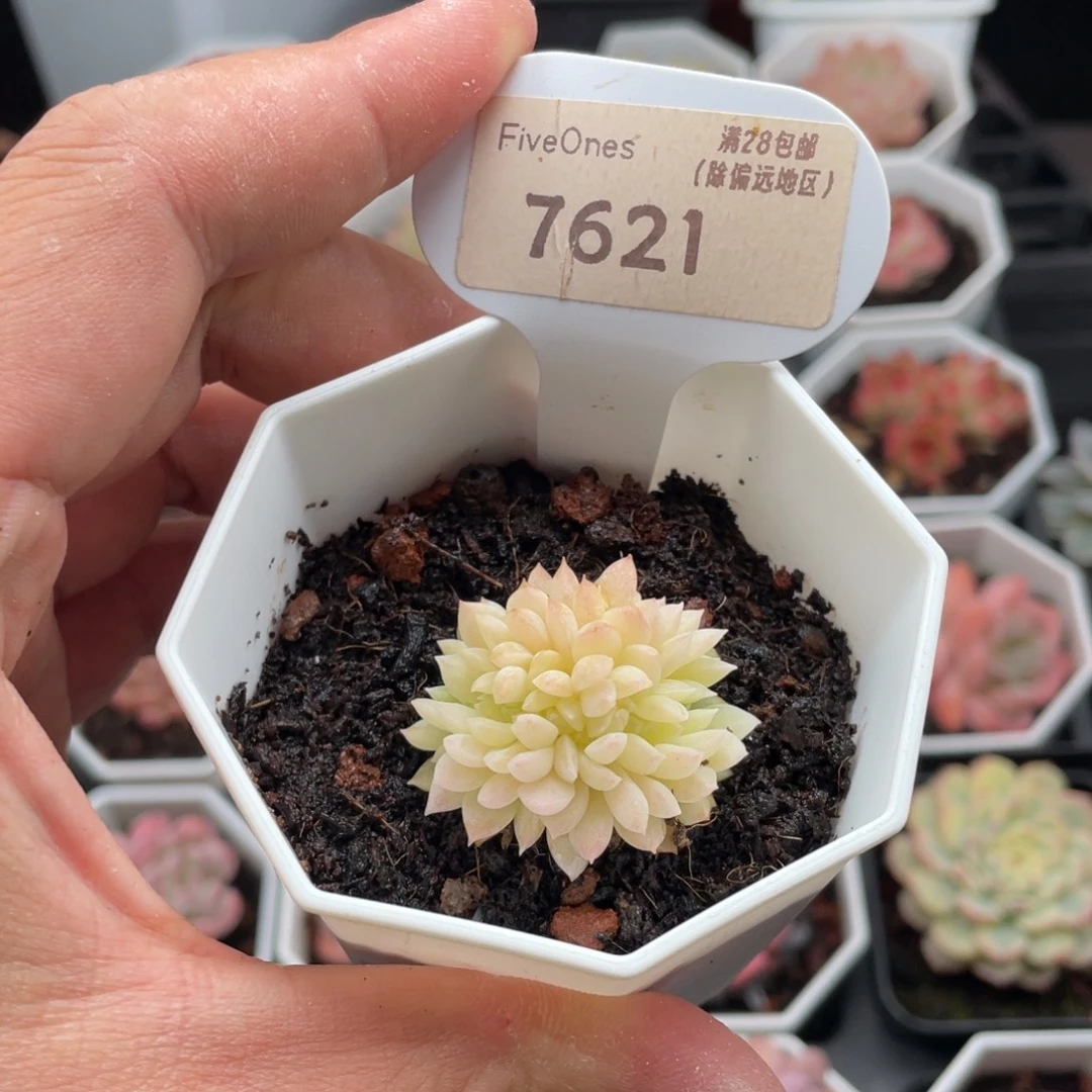 白雪缀7621-3.5厘米