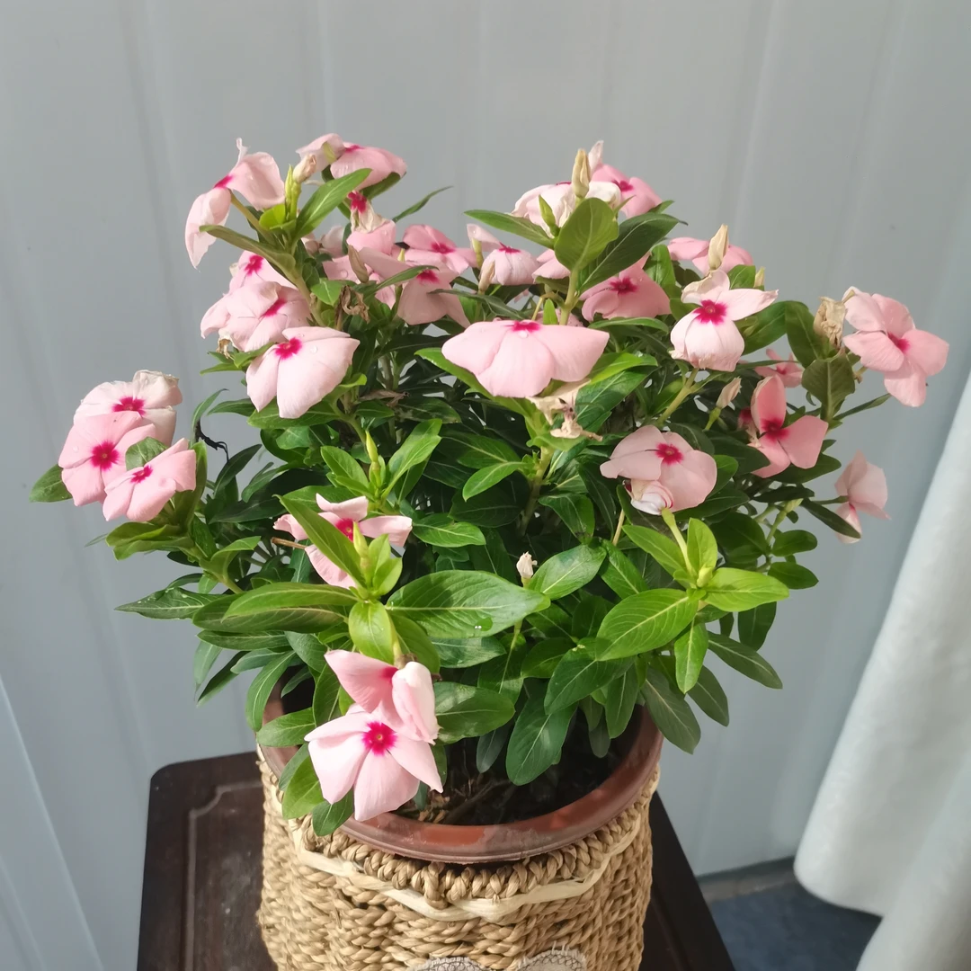 长春花（桃红）盆栽带花苞四季开花观花植物阳台庭院盆栽花卉