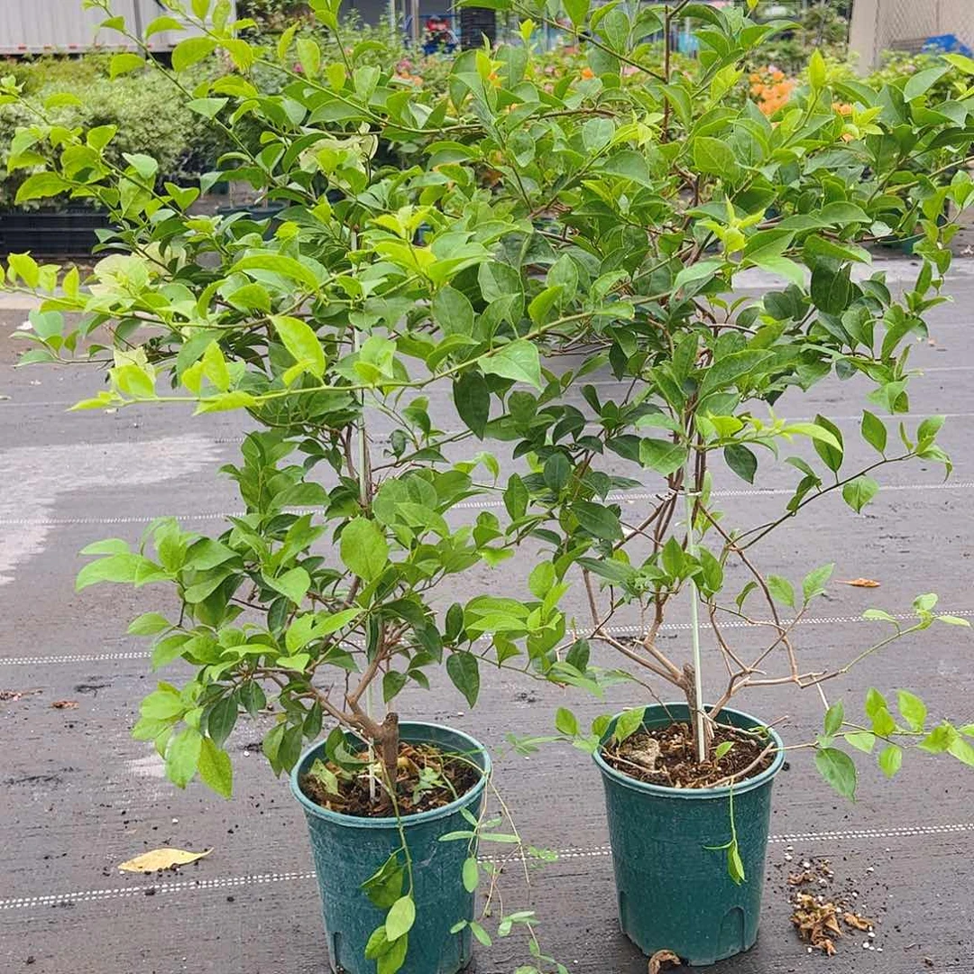 当前无花栽培后可以开花白雪公主一颗