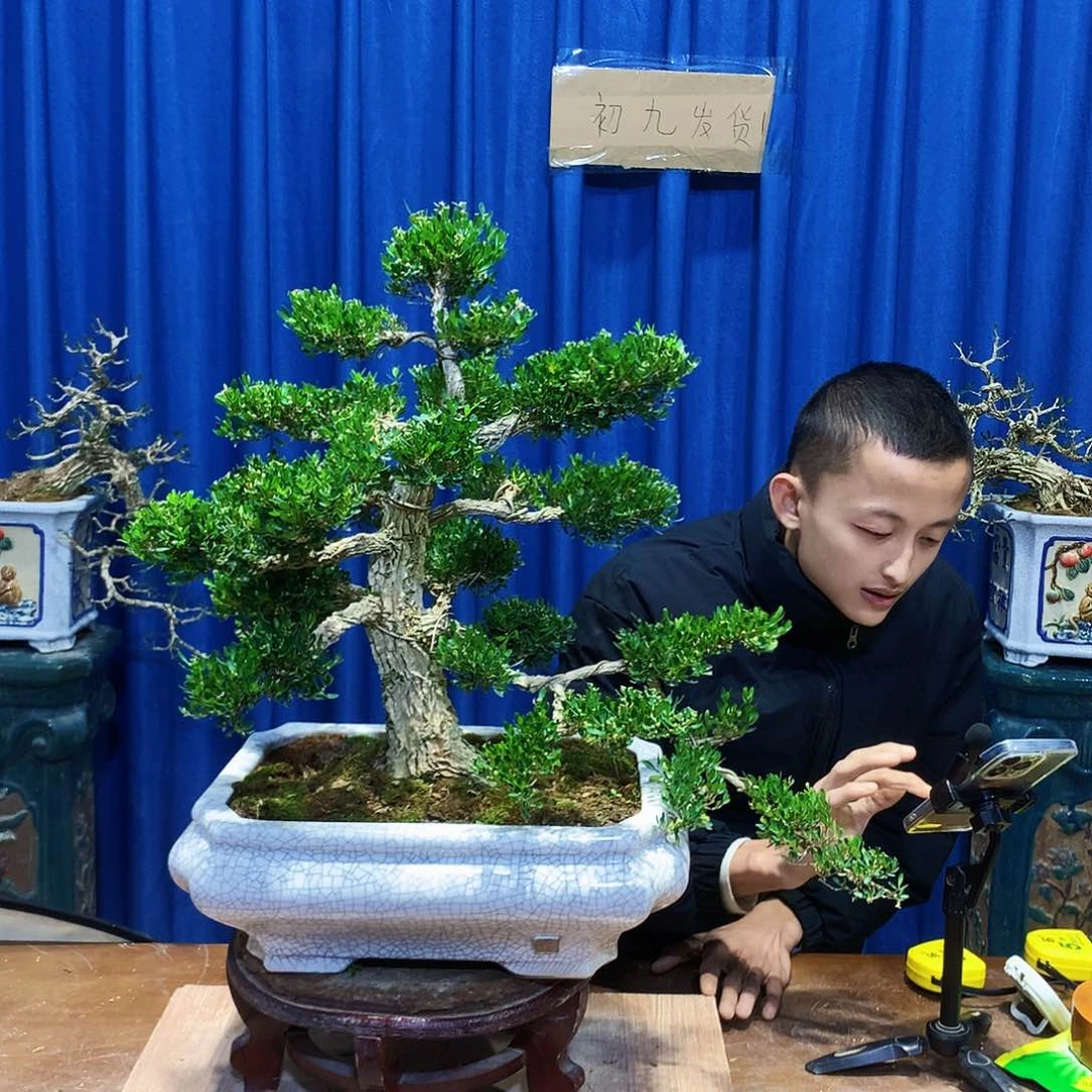 黄杨盆景一物一拍林*间