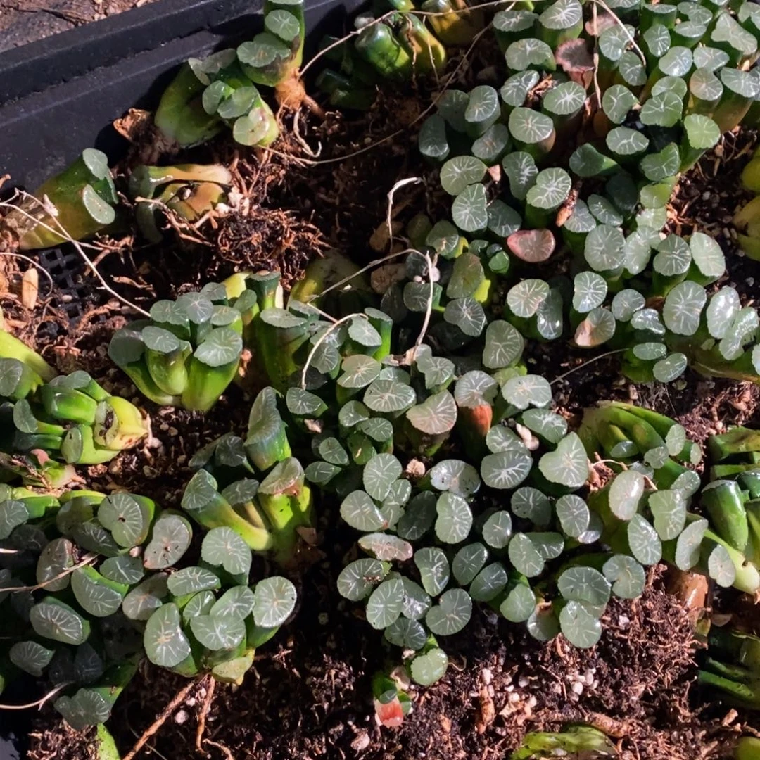 427 十二卷一颗优选实生大万象 新年整点福利