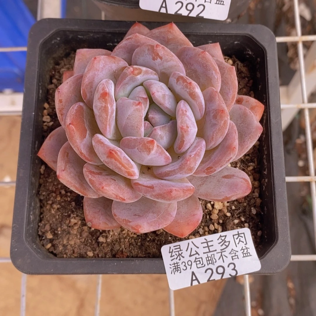 橙子8cm293多肉植物