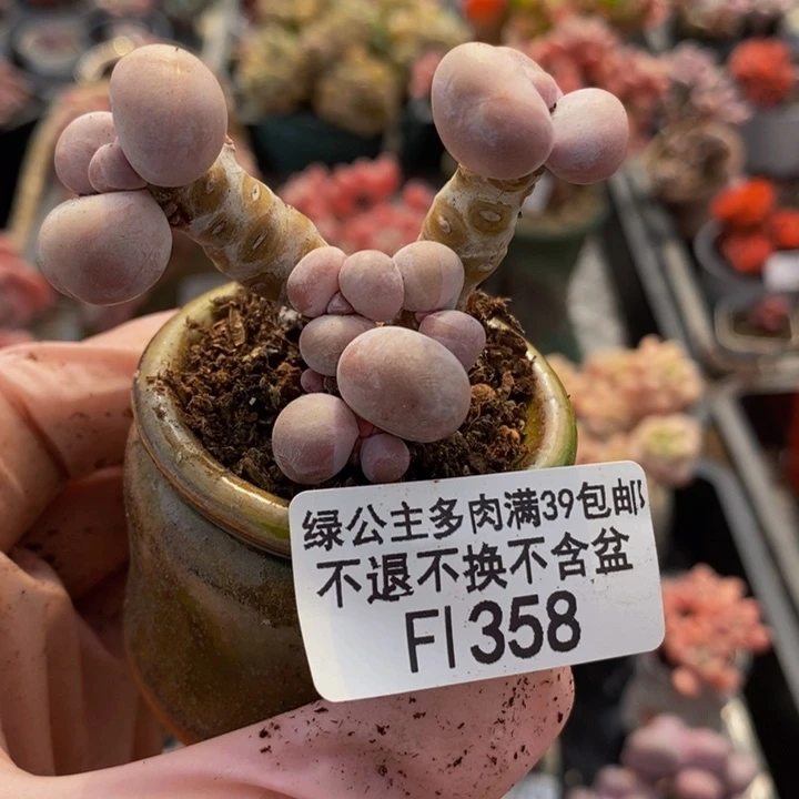 橙奶老桩358多肉植物