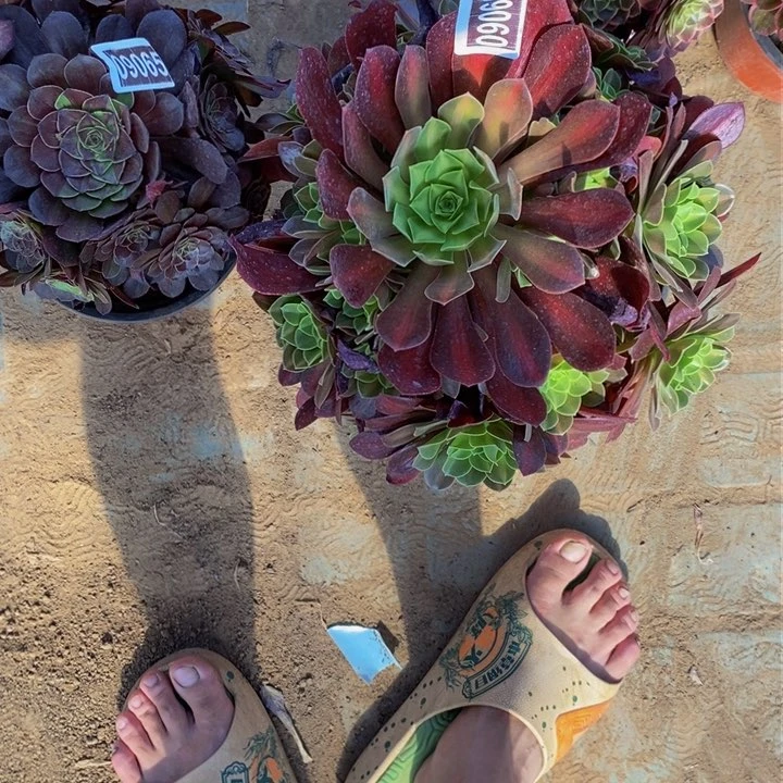 09066号粉花纳法师