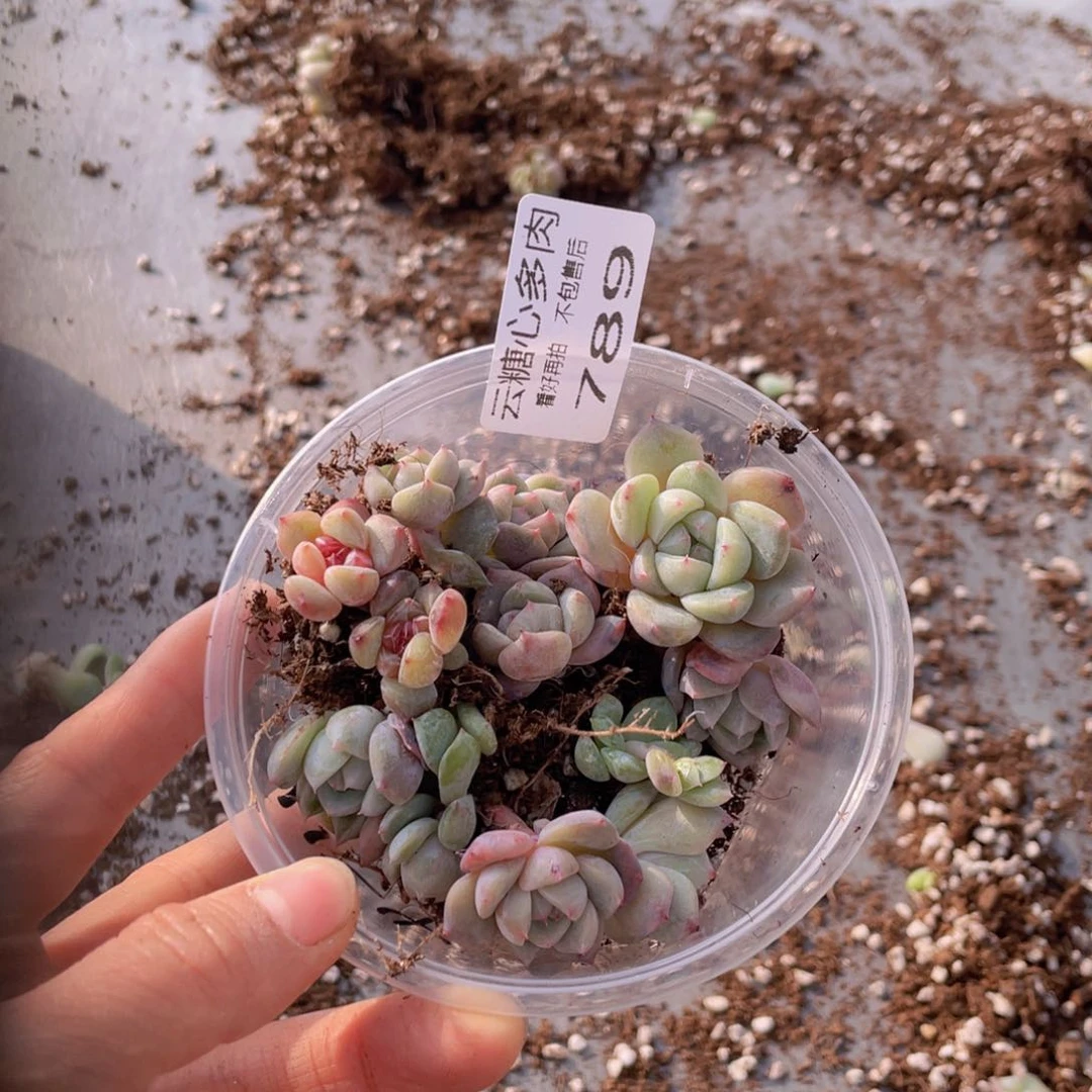 云糖心多肉植物789