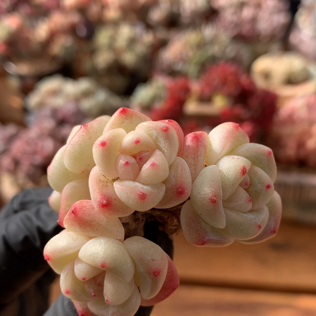 杂一物一拍     150