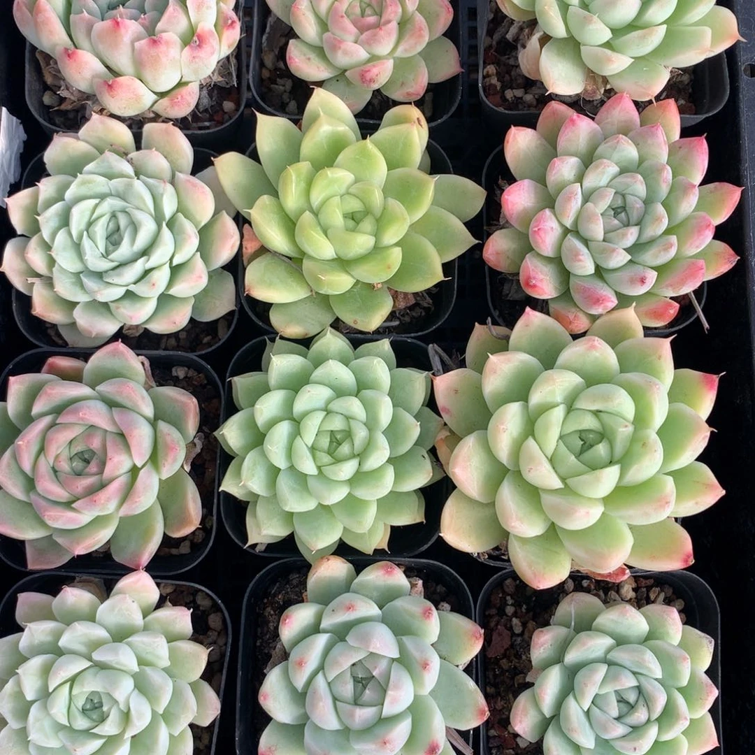 1101-04 套餐一组