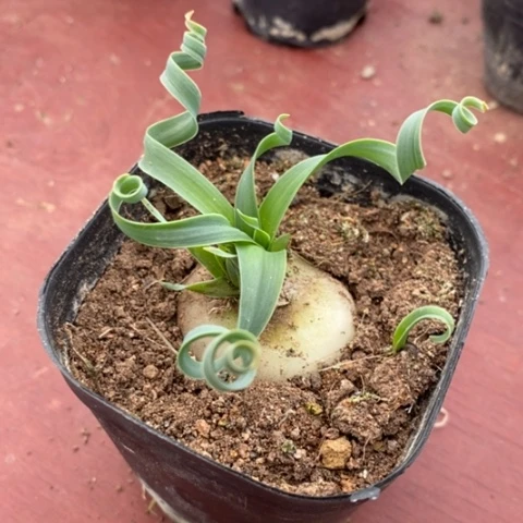 宽叶弹簧草6仙人球