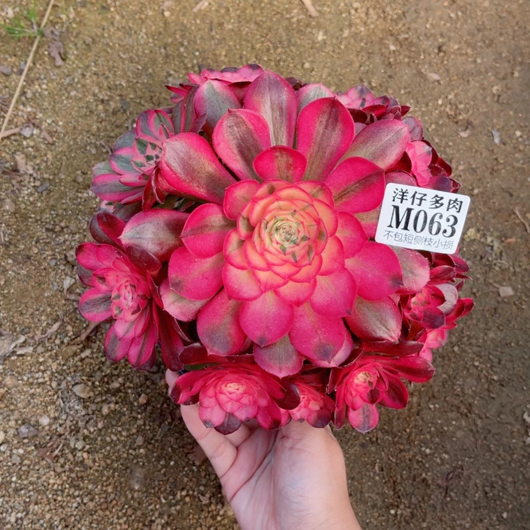 063荔枝 冠幅20左右