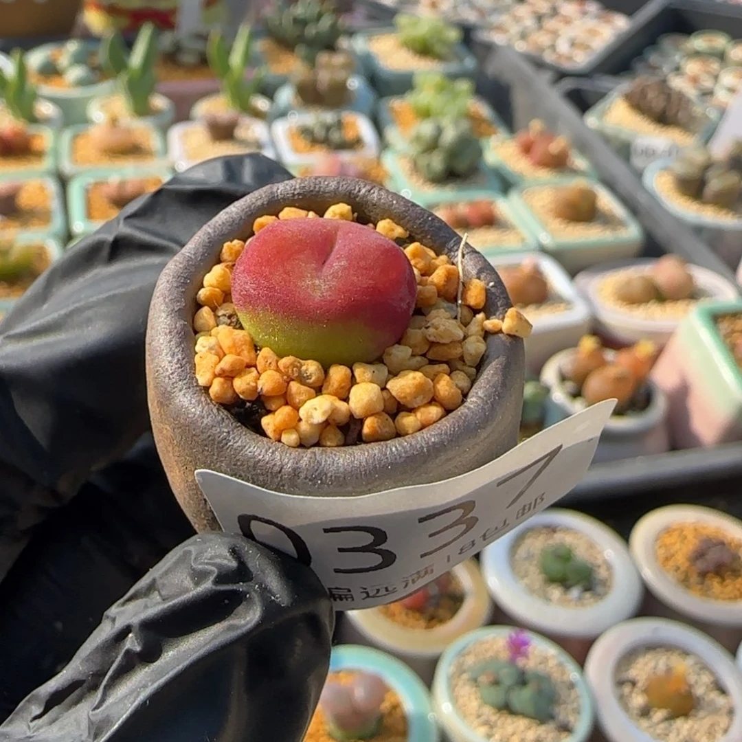 0337--一物一拍 带盆 水蜜桃1430.5