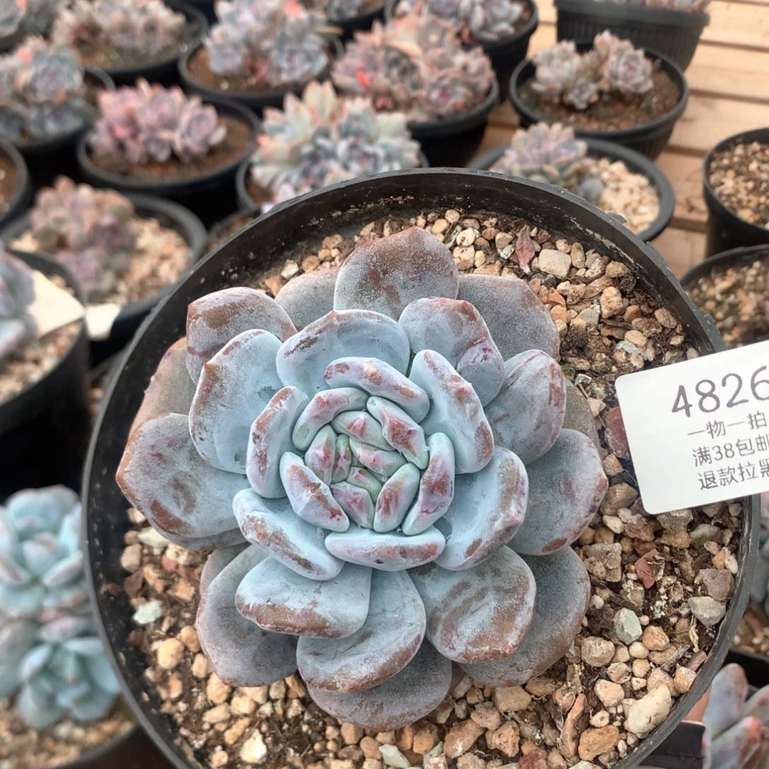 10厘米星影石化带崽 福利 4826