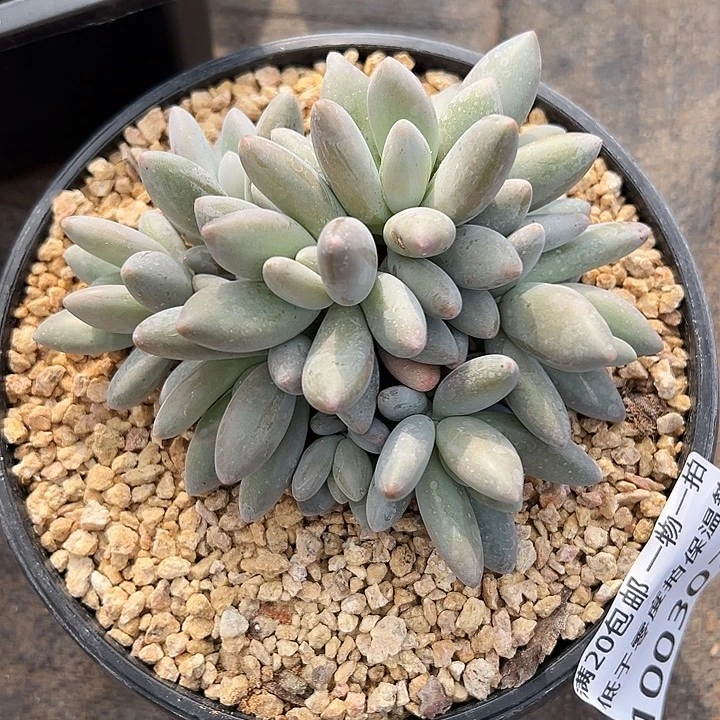 1003075 白兰地美人群生9头无砍