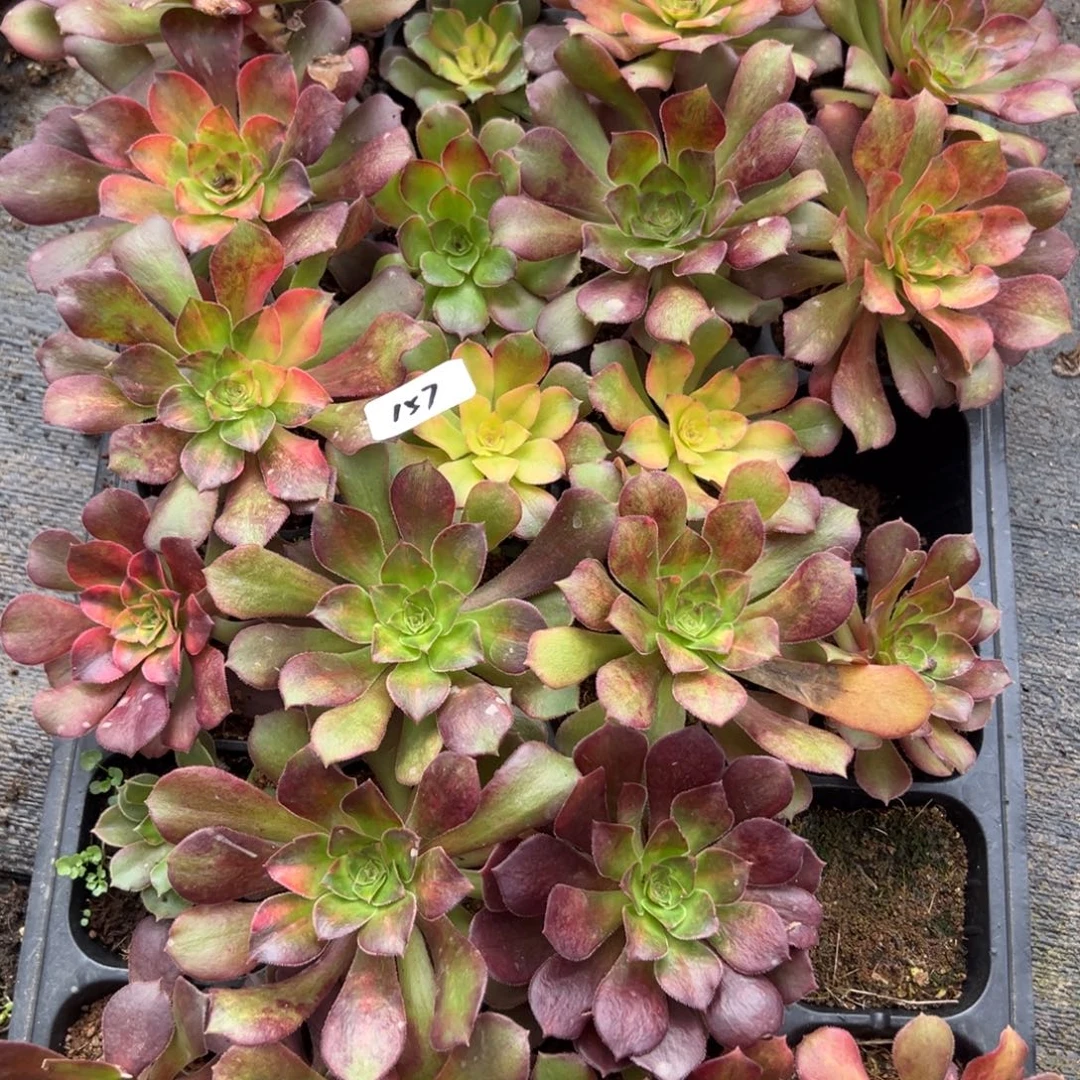 157一盘多肉多肉多肉