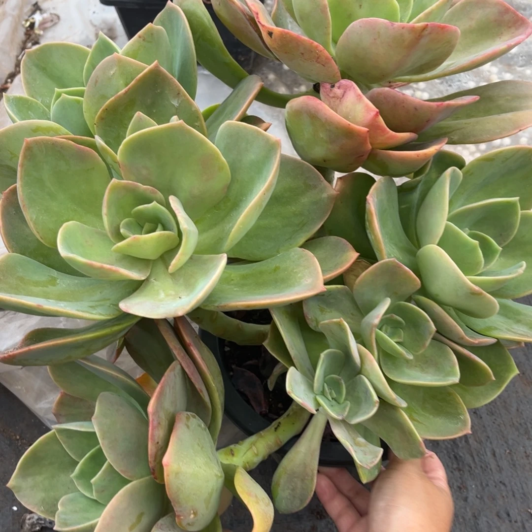 298贺氏多肉植物多肉