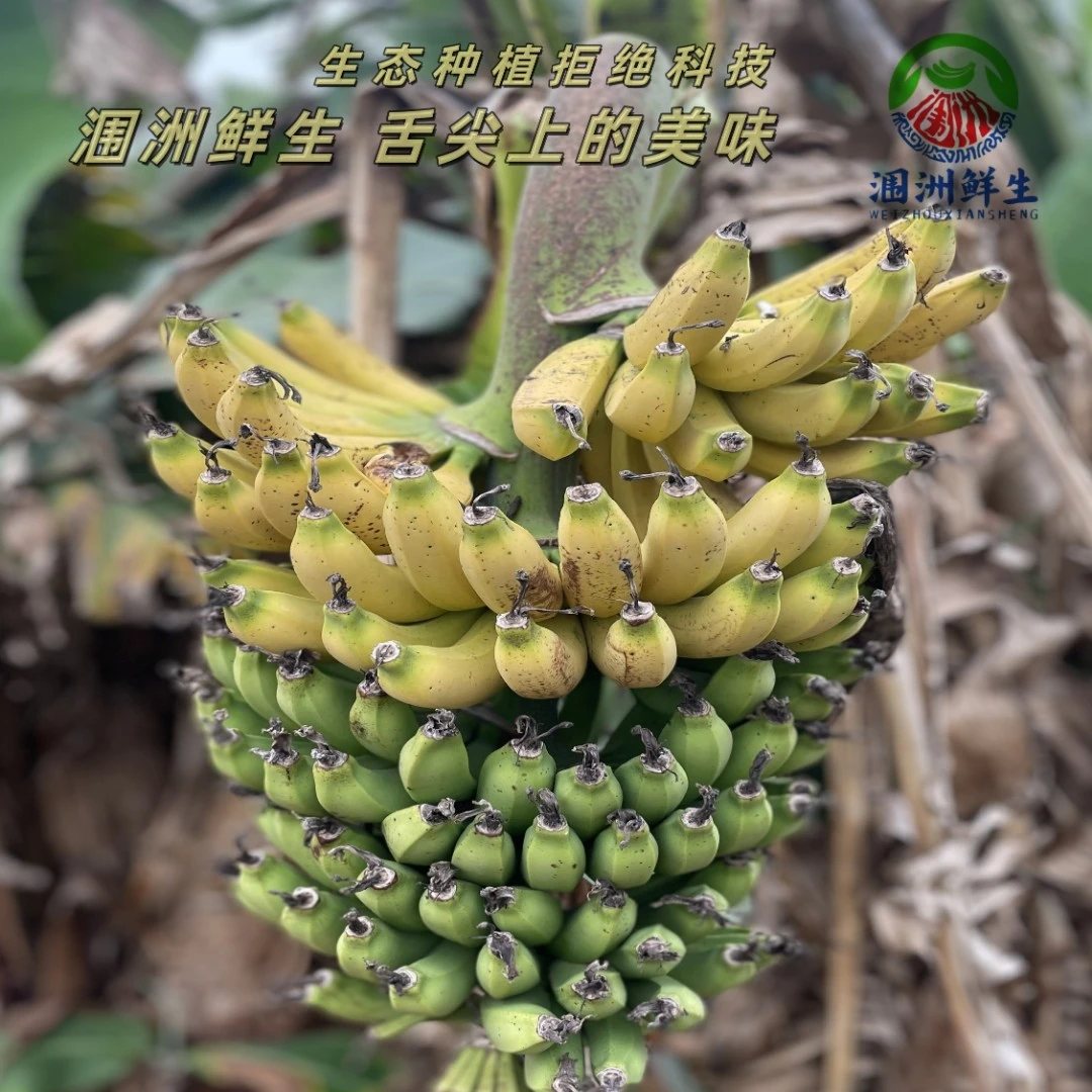 小C批发生鲜:顺丰快递涠洲岛芝麻蕉熟香蕉新鲜香蕉