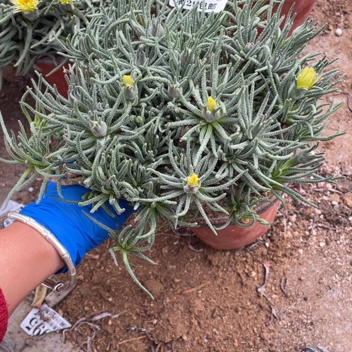 394号天赐多肉植物