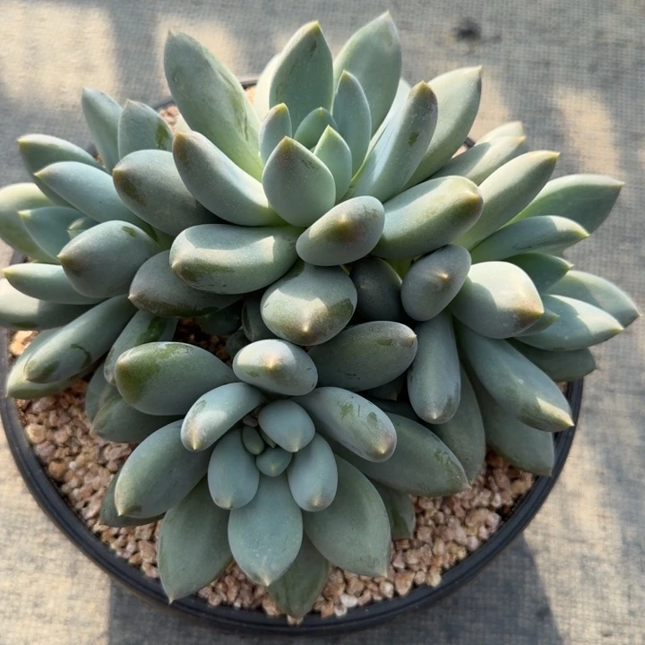 多肉植物哥特萝莉