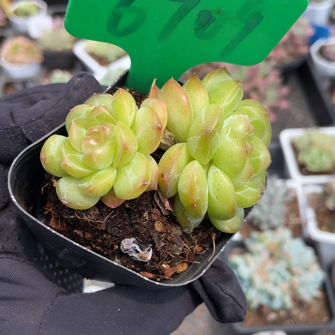 6709琴心多肉植物保护
