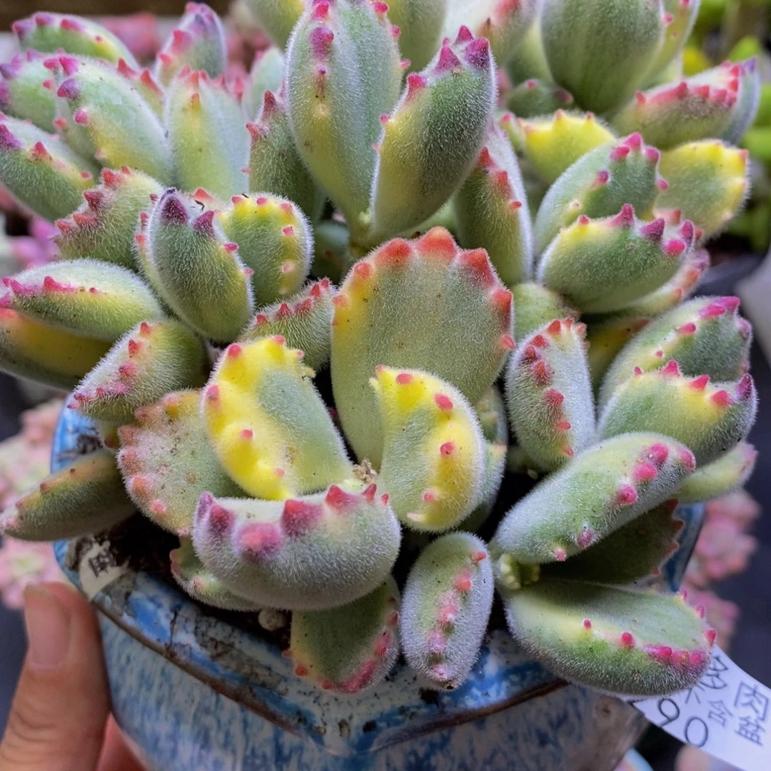 290彩熊12cm多肉不包整