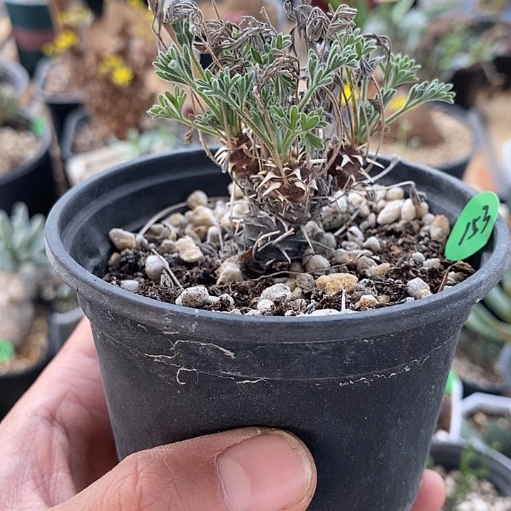 153豪猪洋葵一一一一一一一