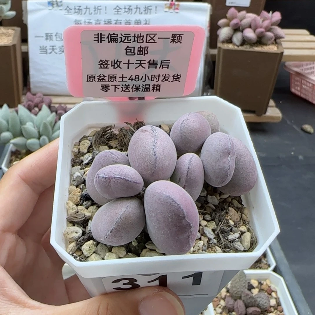 311球球紫蛋多肉