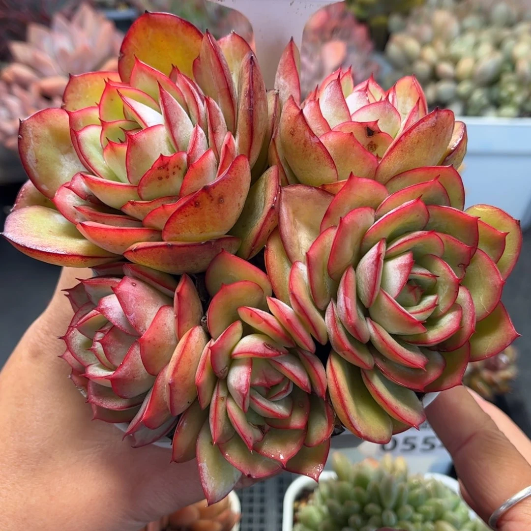 多肉植物0557 满30包邮