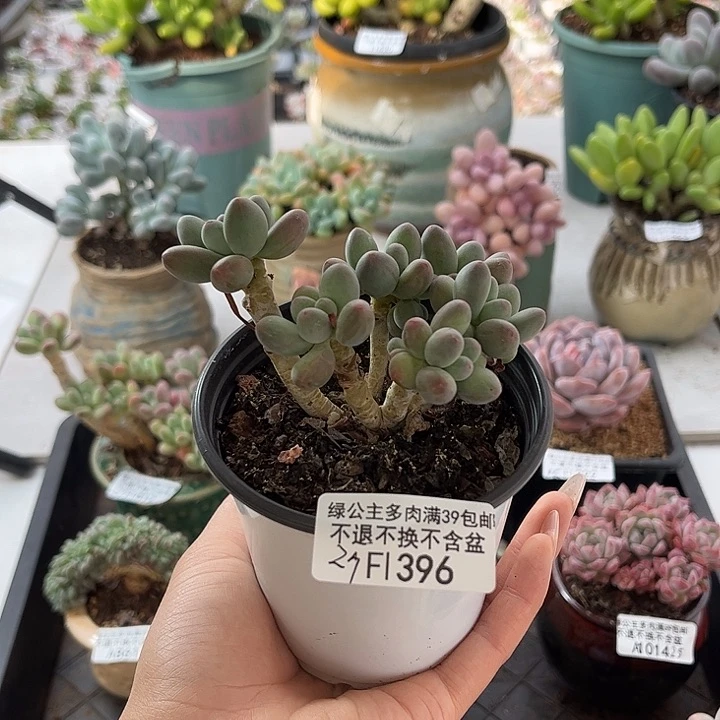 完全开放396-苹果奶 9cm