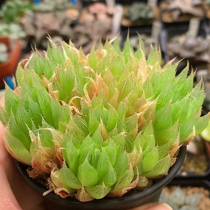 原始种玉露带盆土发货uncom