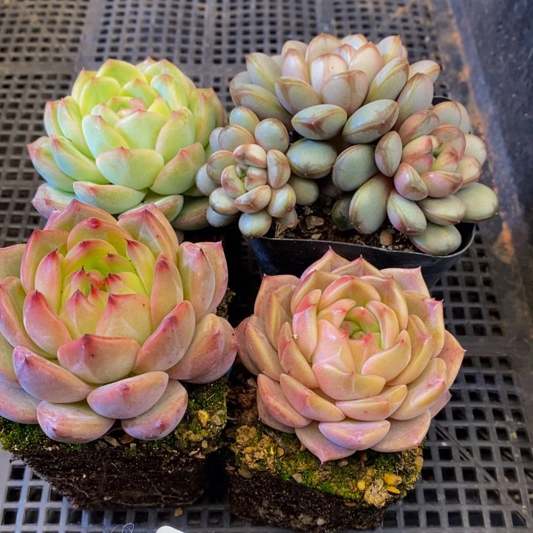 586多肉植物百科名片作译者序