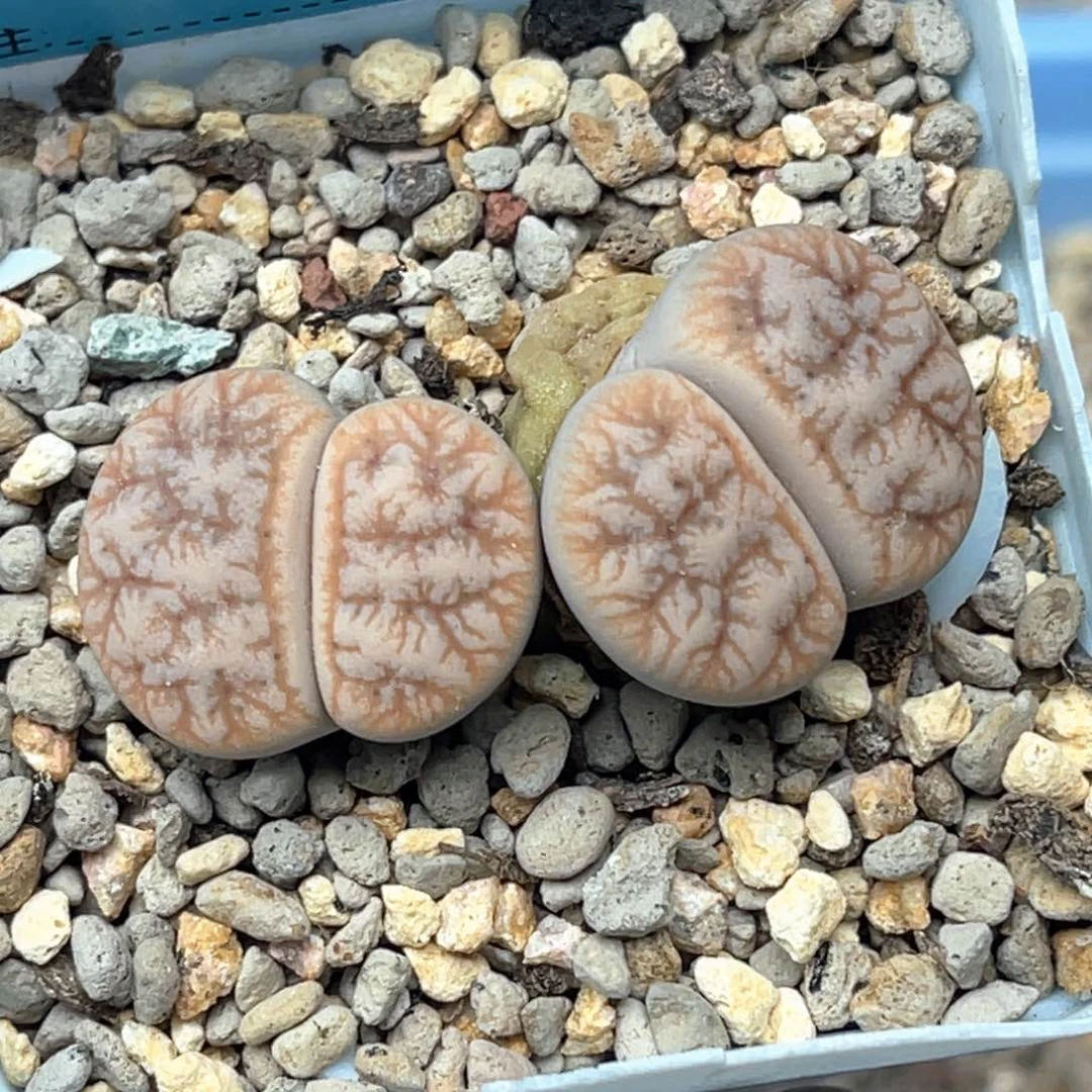 5818双头睫毛向日葵一颗