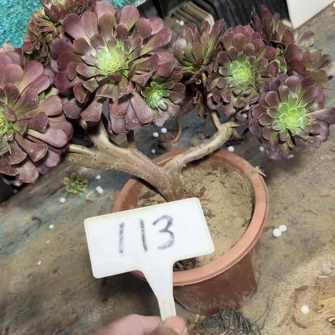 多肉植物铜壶一体化113