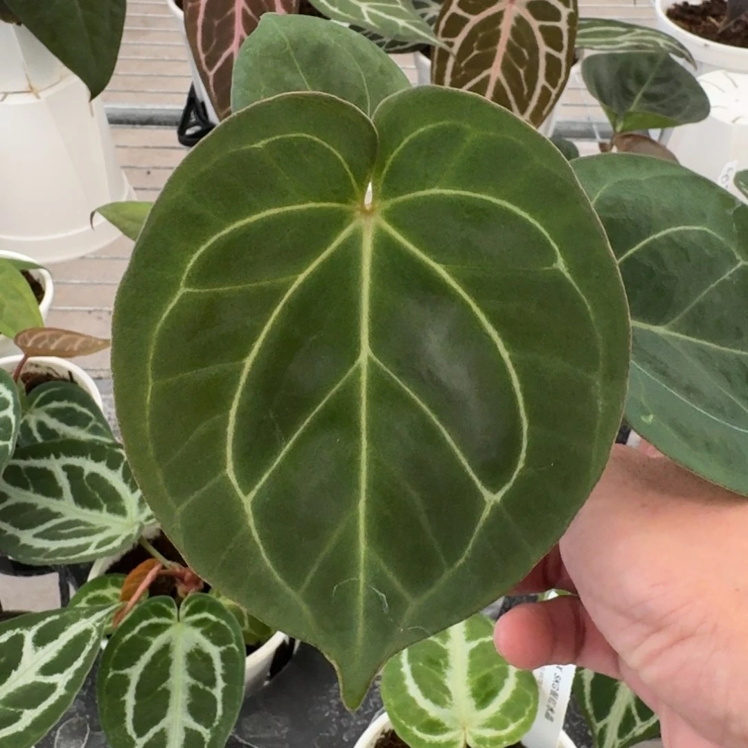 不开花植物1605 印尼 hu kos