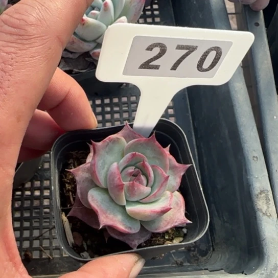 270惊鸿多肉一物一拍