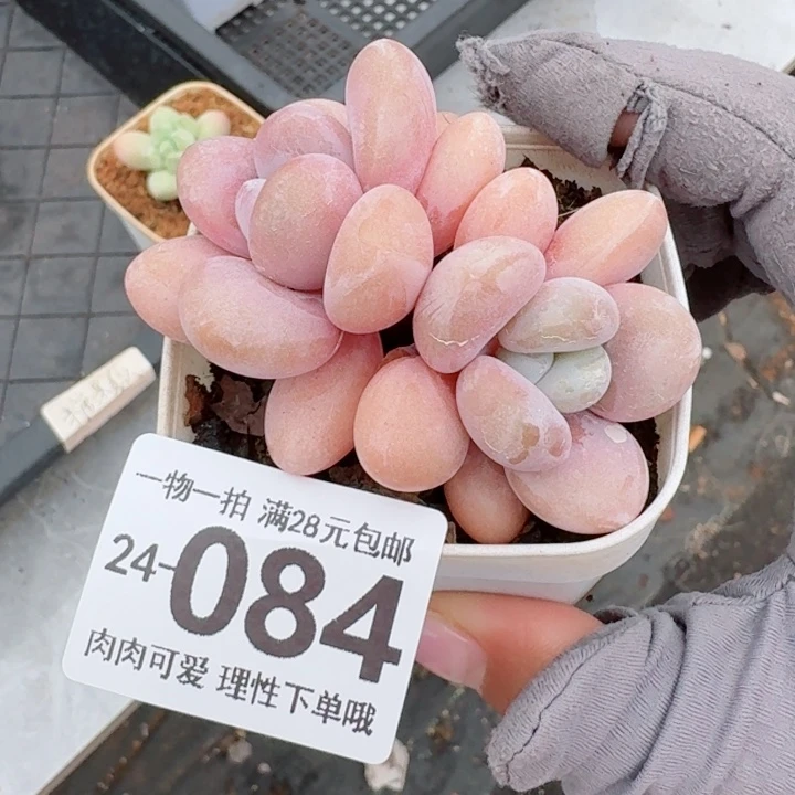粉兔无盆土发货无盆土发货无