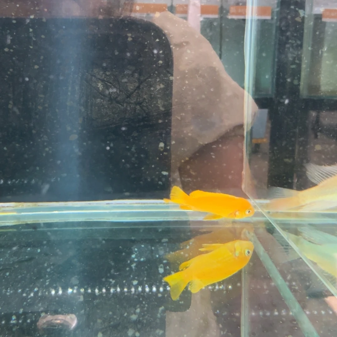 慈鲷野生摸索博母。  1261