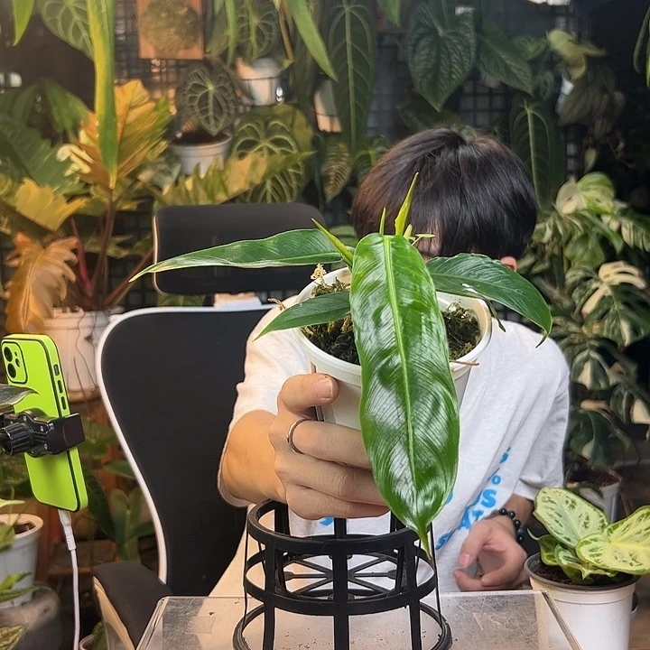 一***伞完全开放一物一拍J179