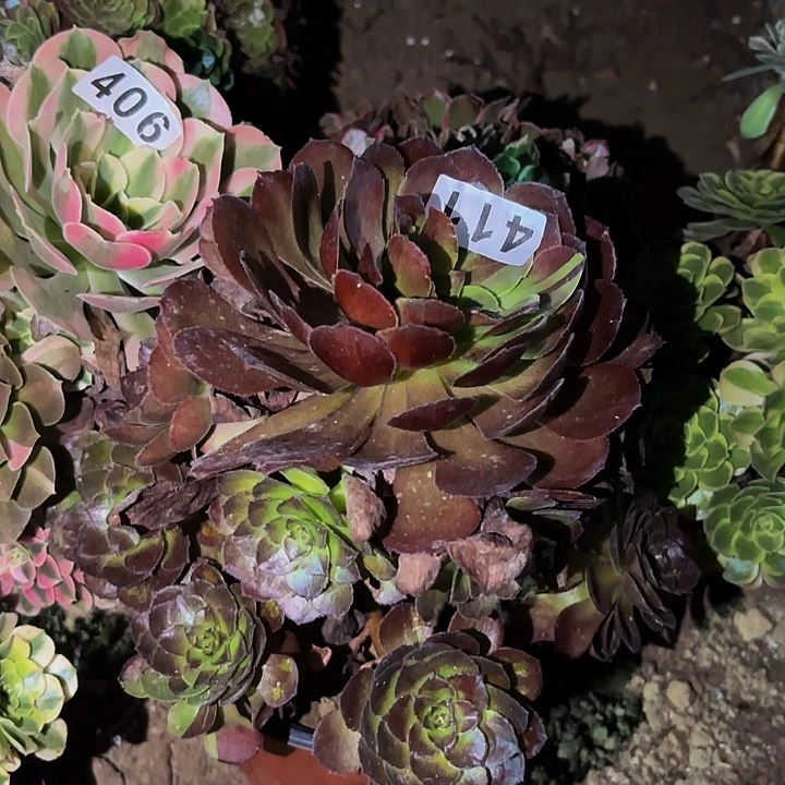 411花花公子多肉植物