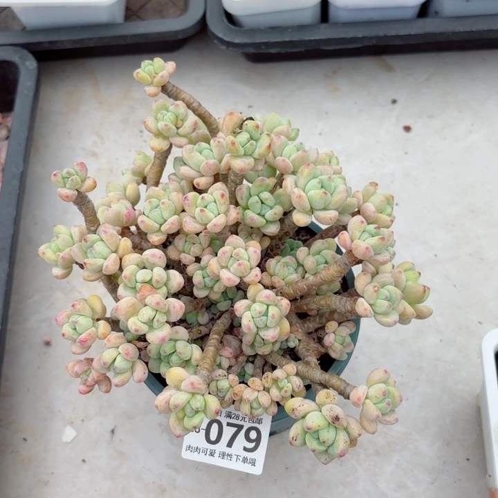 樱花罗琦无盆土发货