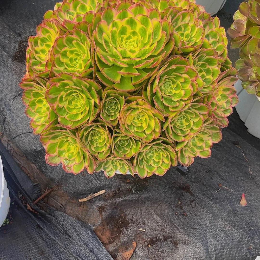 米***粒【通用】万圣节系列群生多肉植物万老桩大手捧精品多肉