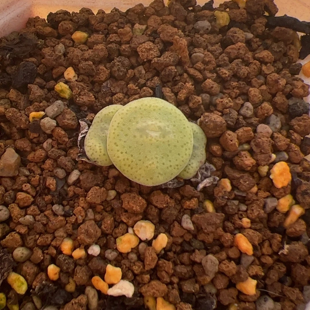 绿豆饼 多肉植物多肉植物