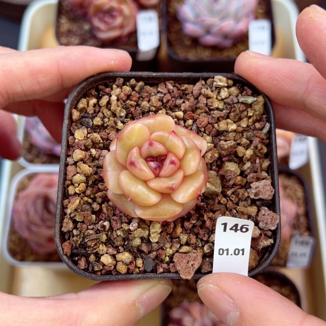 好好看146、哈哈哈哈