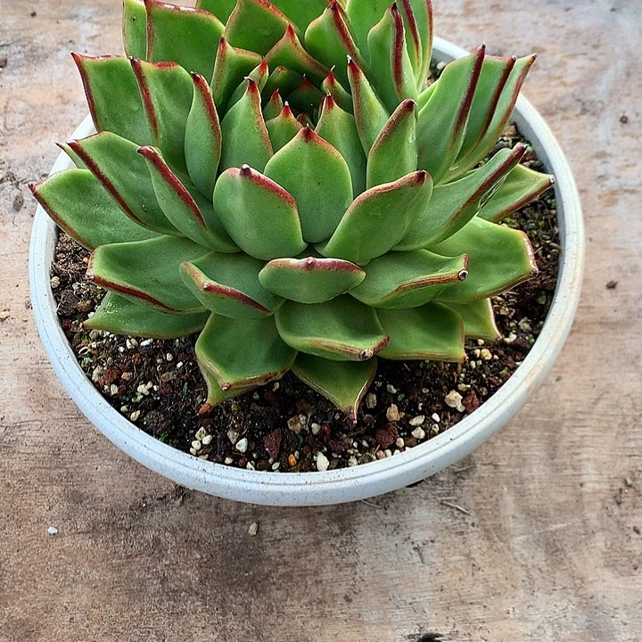 美肉特价活动开始啦