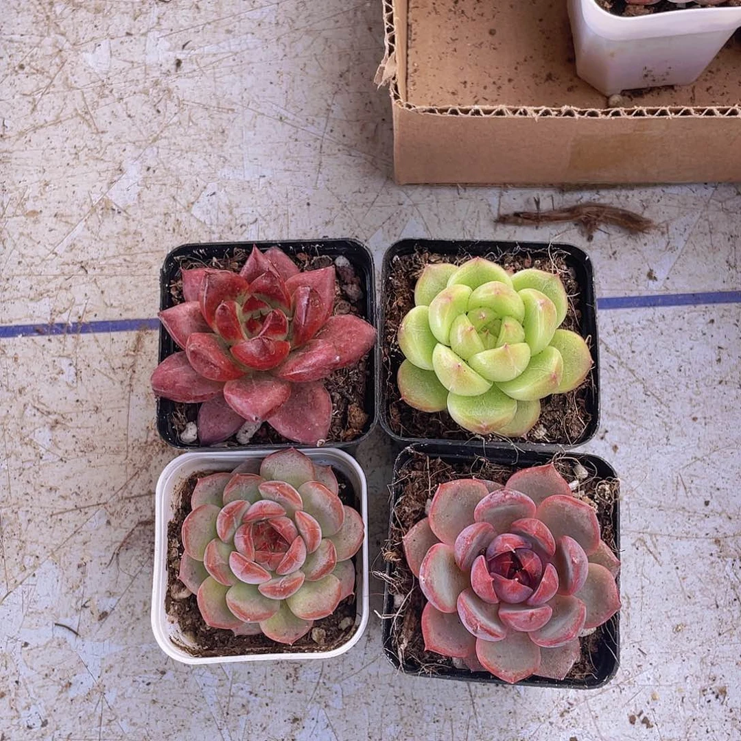 明朗珍妮+罗宾+蓝莓+琴心