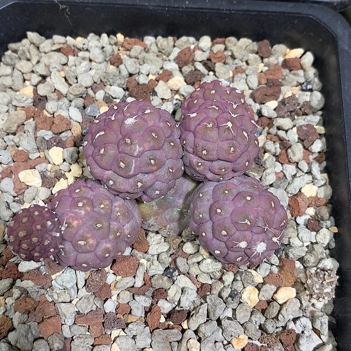 自根习志野仙人球