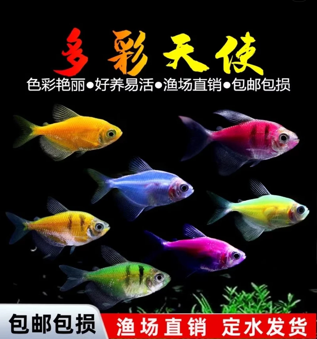 天使鱼大号观赏鱼小型淡水热带鱼